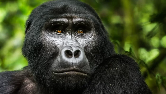 Uganda Gorilla Gorilla Trekking