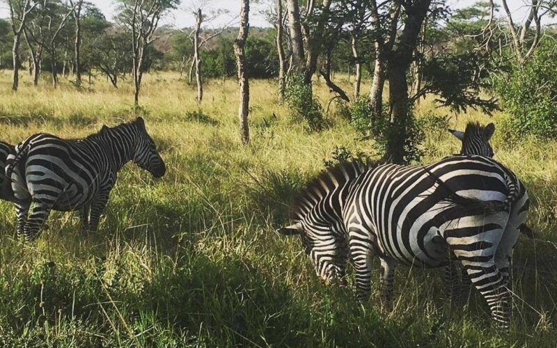 Wildlife Safaris in Rwanda Wildlife Safaris in Rwanda