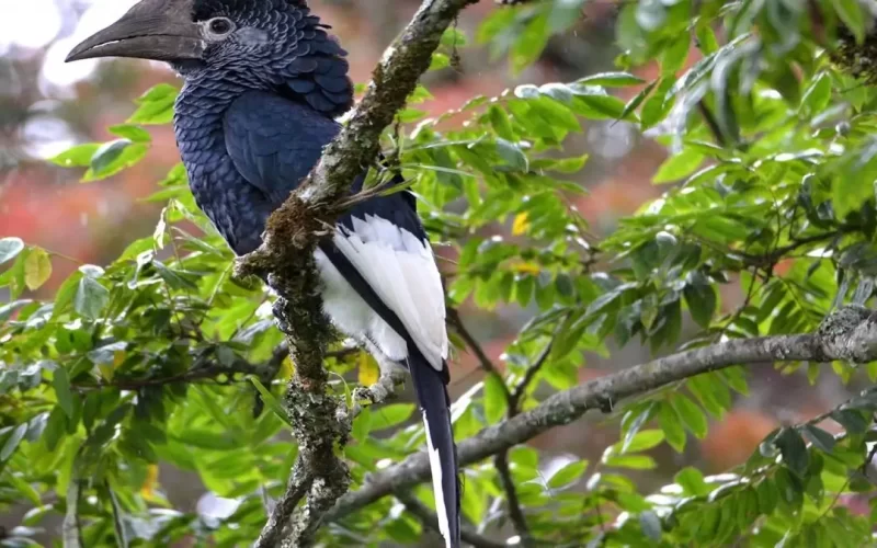 birding safaris in rwanda birding safaris in rwanda