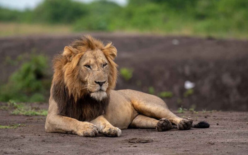 18 Days Best Uganda Safaris