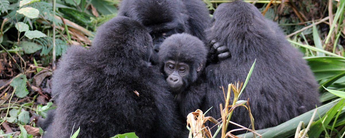 Arriving late on the day of gorilla trekking in Bwindi