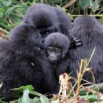 Arriving late on the day of gorilla trekking in Bwindi