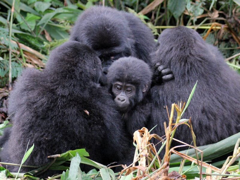 Arriving late on the day of gorilla trekking in Bwindi