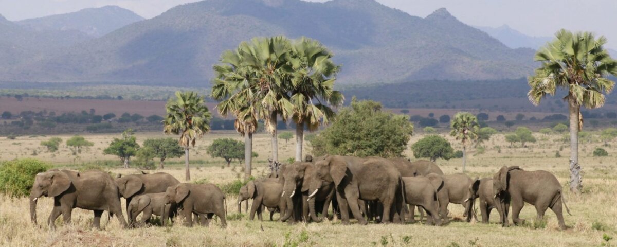 Things to Do in Kidepo Valley National Park