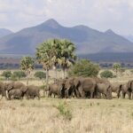 Things to Do in Kidepo Valley National Park