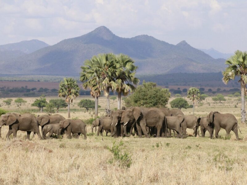 Things to Do in Kidepo Valley National Park