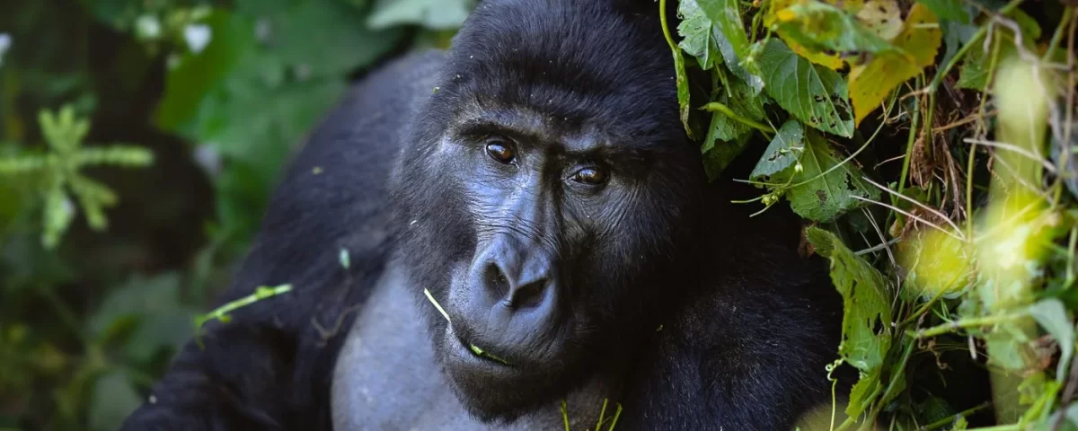 Bwindi Gorilla Safaris from Europe