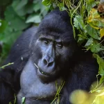Bwindi Gorilla Safaris from Europe