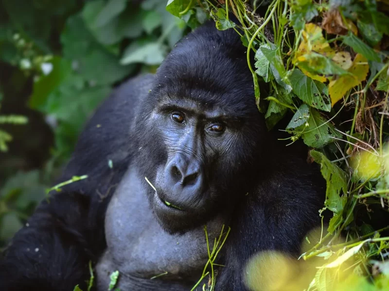 Bwindi Gorilla Safaris from Europe