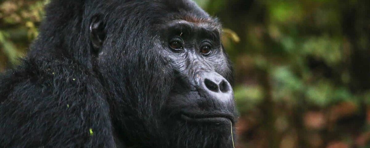 Bwindi Gorilla Safaris from Texas
