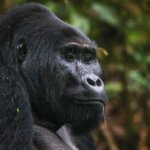 Bwindi Gorilla Safaris from Texas
