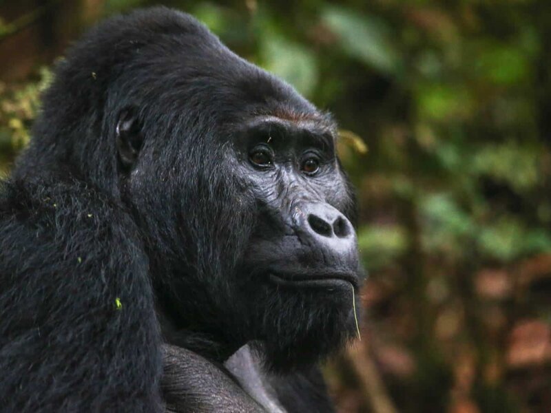 Bwindi Gorilla Safaris from Texas
