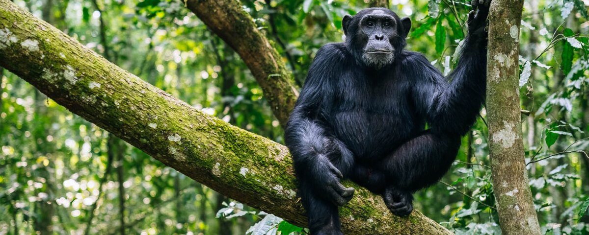 Chimpanzee Trekking in Kalinzu Forest Uganda