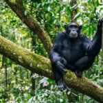 Chimpanzee Trekking in Kalinzu Forest Uganda