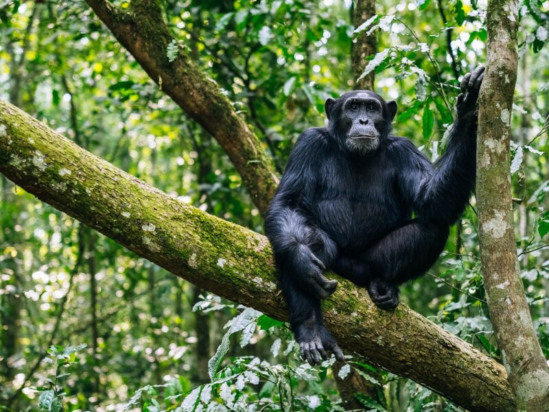 Chimpanzee Trekking in Kalinzu Forest Uganda