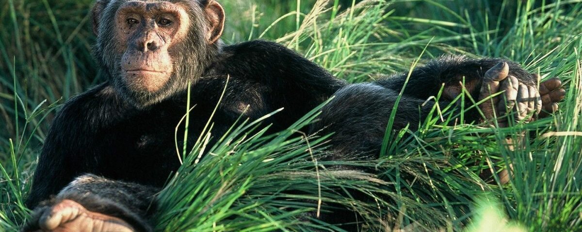 Chimpanzee Trekking in Kyambura Gorge Uganda