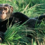Chimpanzee Trekking in Kyambura Gorge Uganda