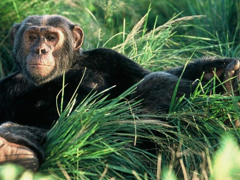 Chimpanzee Trekking in Kyambura Gorge Uganda