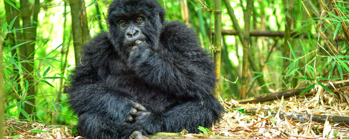 Gorilla Trekking in Mgahinga National Park from Europe