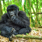 Gorilla Trekking in Mgahinga National Park from Europe