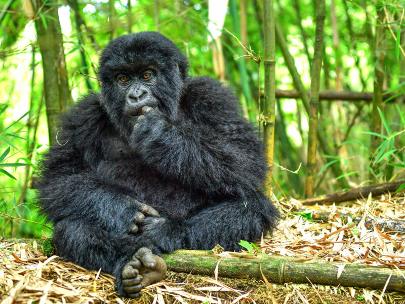 Gorilla Trekking in Mgahinga National Park from Europe