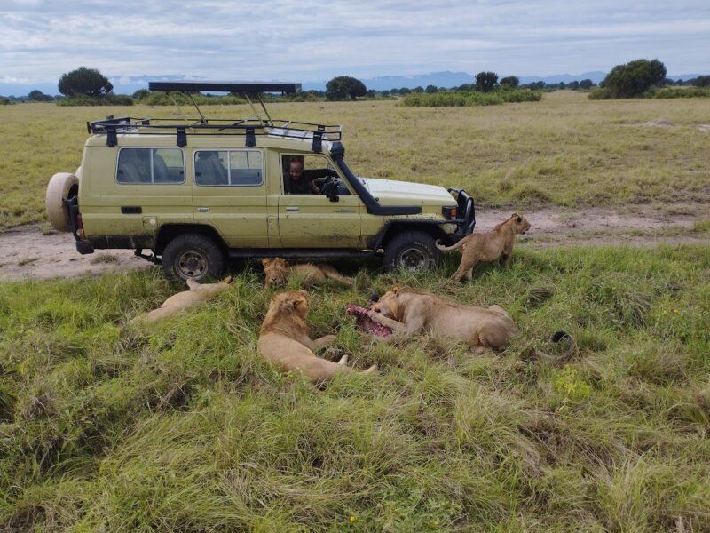 How Much Does a Safari Cost in Uganda