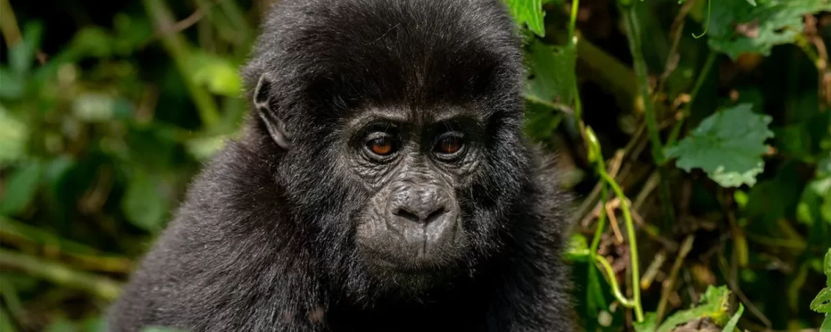 How to Plan a Gorilla Trekking Tour in Uganda