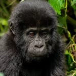 How to Plan a Gorilla Trekking Tour in Uganda
