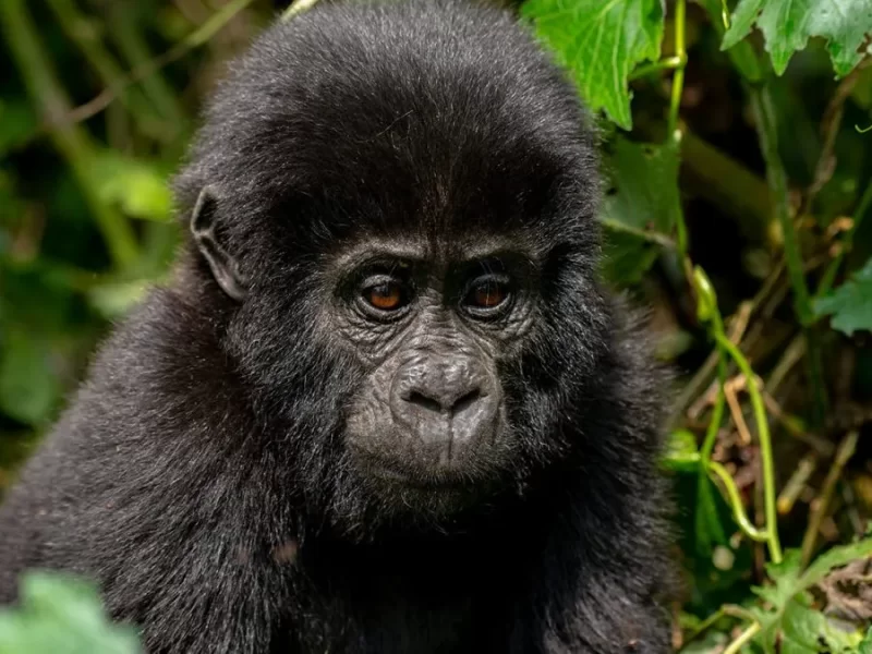 How to Plan a Gorilla Trekking Tour in Uganda
