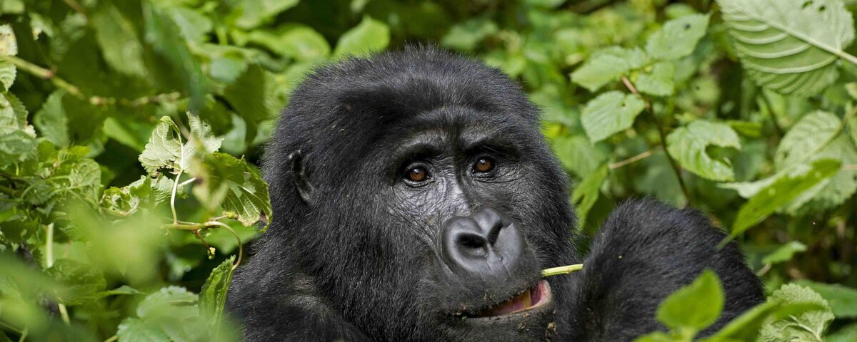 Is Gorilla Trekking in Uganda Possible from Canada