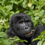 Is Gorilla Trekking in Uganda Possible from Canada