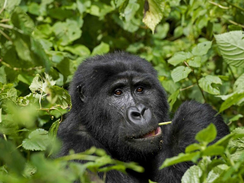 Is Gorilla Trekking in Uganda Possible from Canada