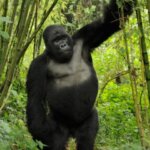 Is Gorilla Trekking in Uganda Possible from Europe