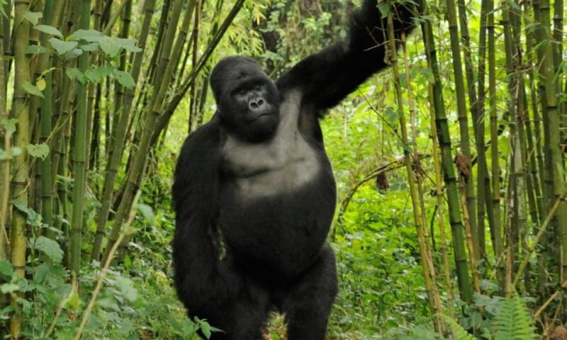Is Gorilla Trekking in Uganda Possible from Europe