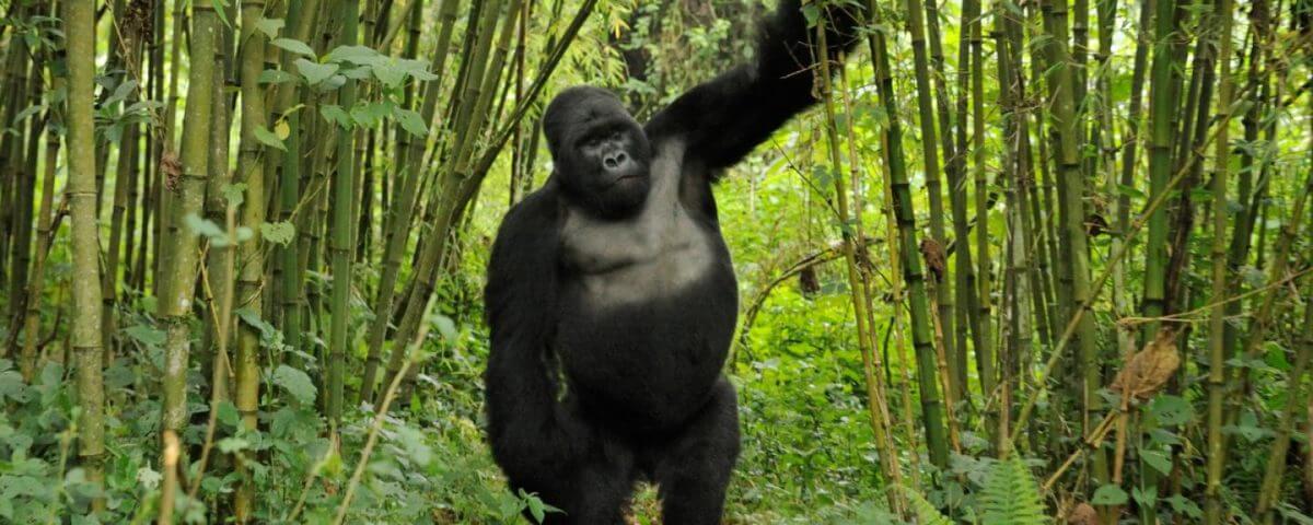 Is Gorilla Trekking in Uganda Possible from Europe