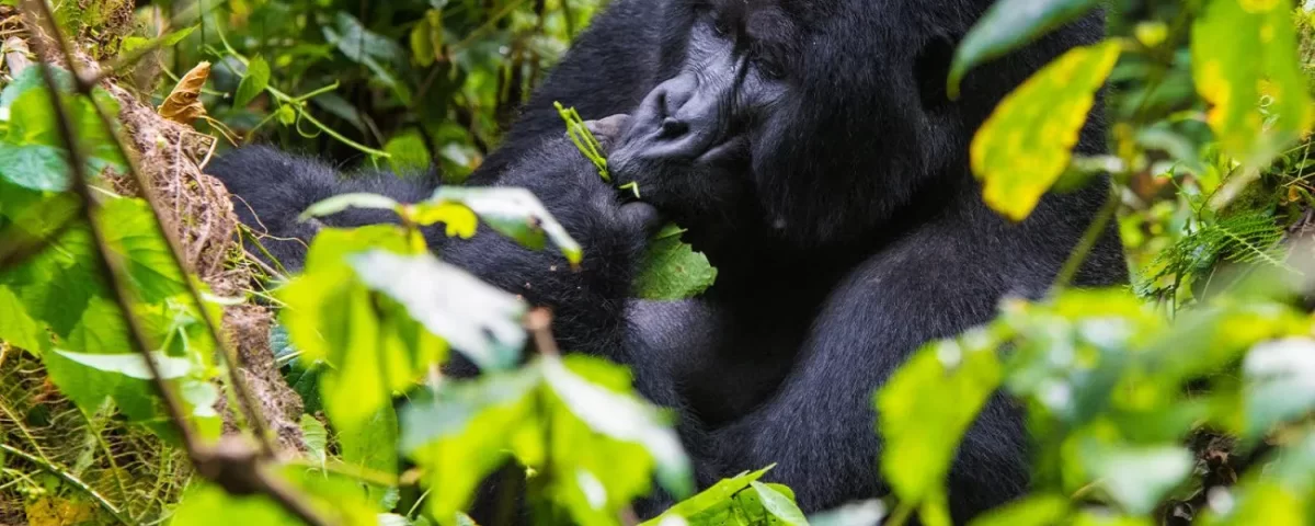 Is Gorilla Trekking in Uganda Possible from Italy
