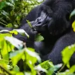 Is Gorilla Trekking in Uganda Possible from Italy