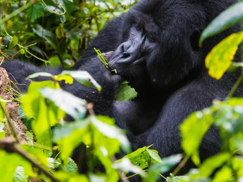 Is Gorilla Trekking in Uganda Possible from Italy
