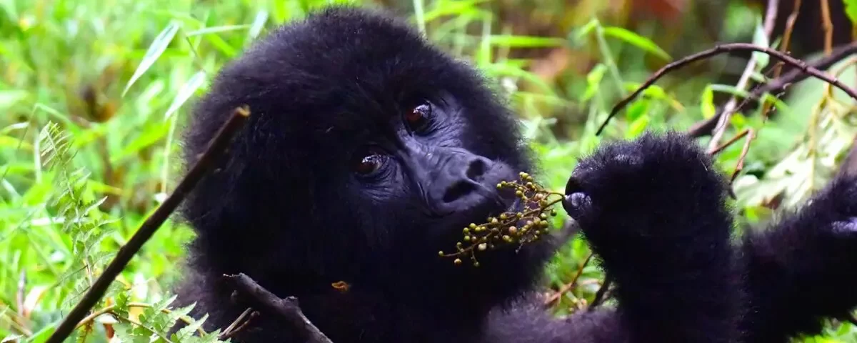 Is Gorilla Trekking in Uganda Possible from belgium