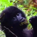 Is Gorilla Trekking in Uganda Possible from belgium