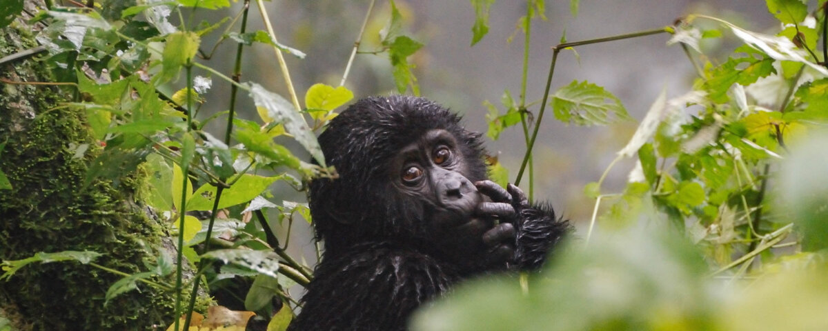 Is Gorilla Trekking in Uganda Possible from france