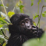 Is Gorilla Trekking in Uganda Possible from france