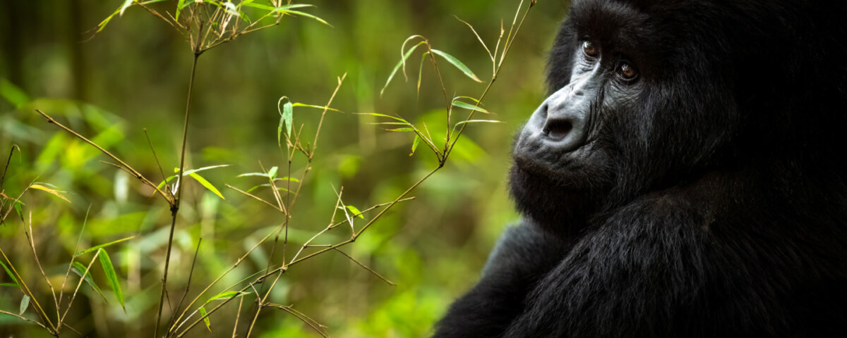 Is Gorilla Trekking in Uganda Worth the Money