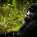 Is Gorilla Trekking in Uganda Worth the Money