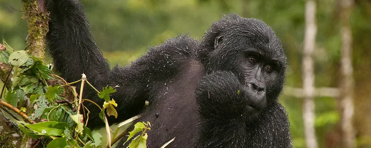 Is it possible to go for gorilla trekking in Bwindi a pet