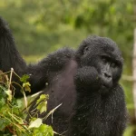 Is it possible to go for gorilla trekking in Bwindi a pet