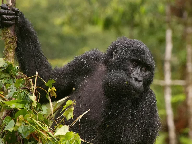 Is it possible to go for gorilla trekking in Bwindi a pet