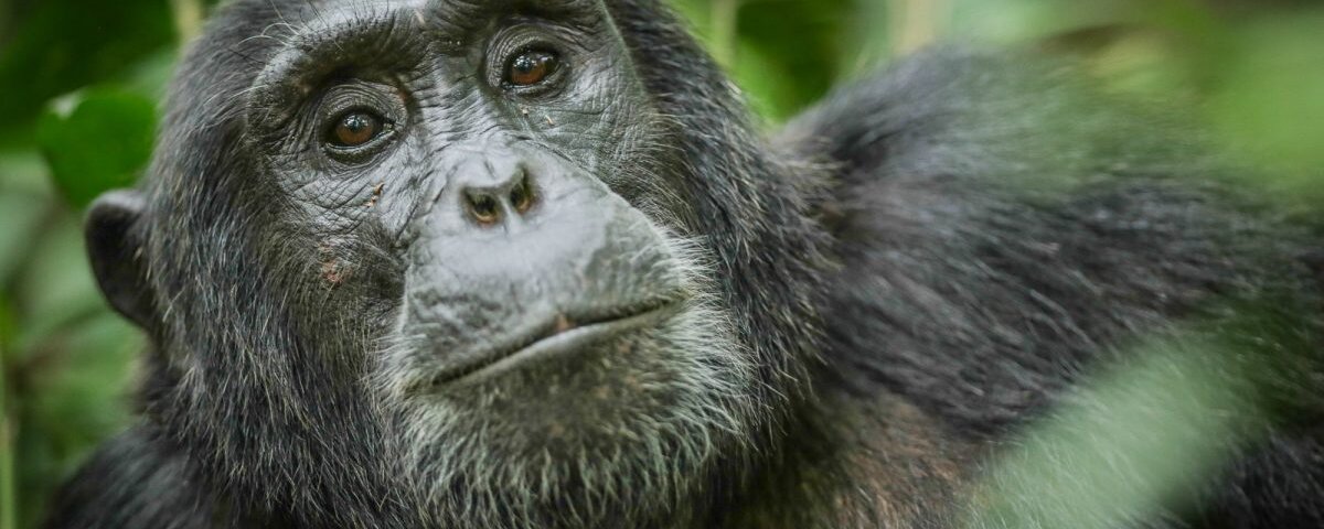 Spend more days with chimpanzees in Kibale National Park