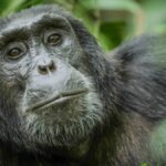 Spend more days with chimpanzees in Kibale National Park