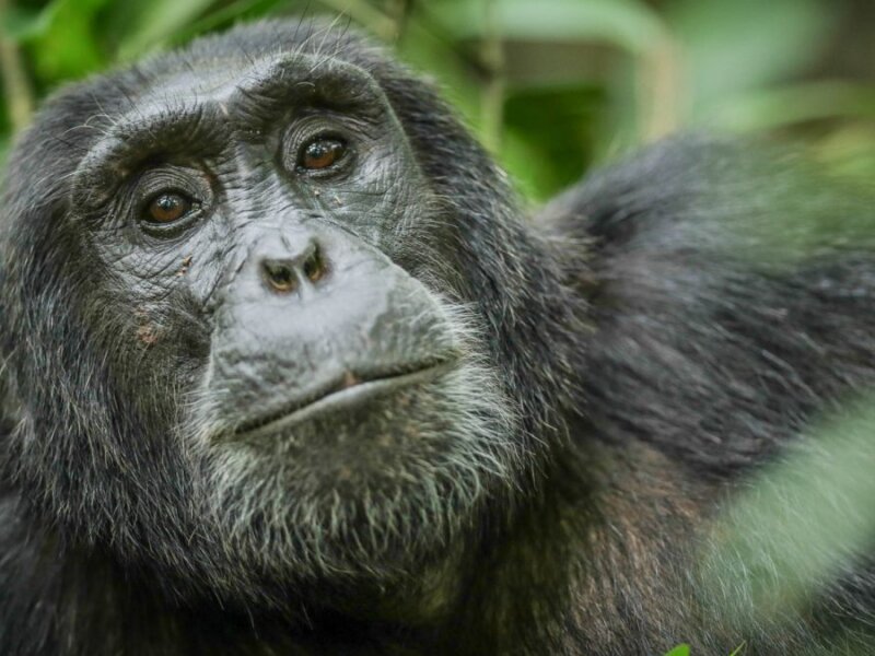 Spend more days with chimpanzees in Kibale National Park